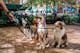 Pet Insurance